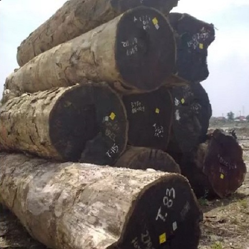 kayu merbau asli papua berkualitas