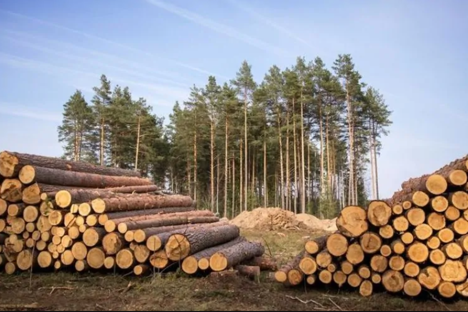 jual log kayu bengkirai dan log merbau