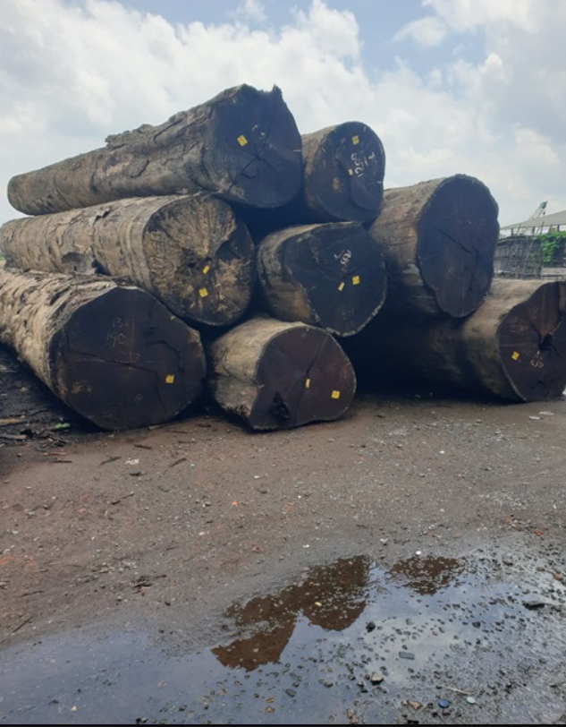 jual log kayu bengkirai dan log merbau