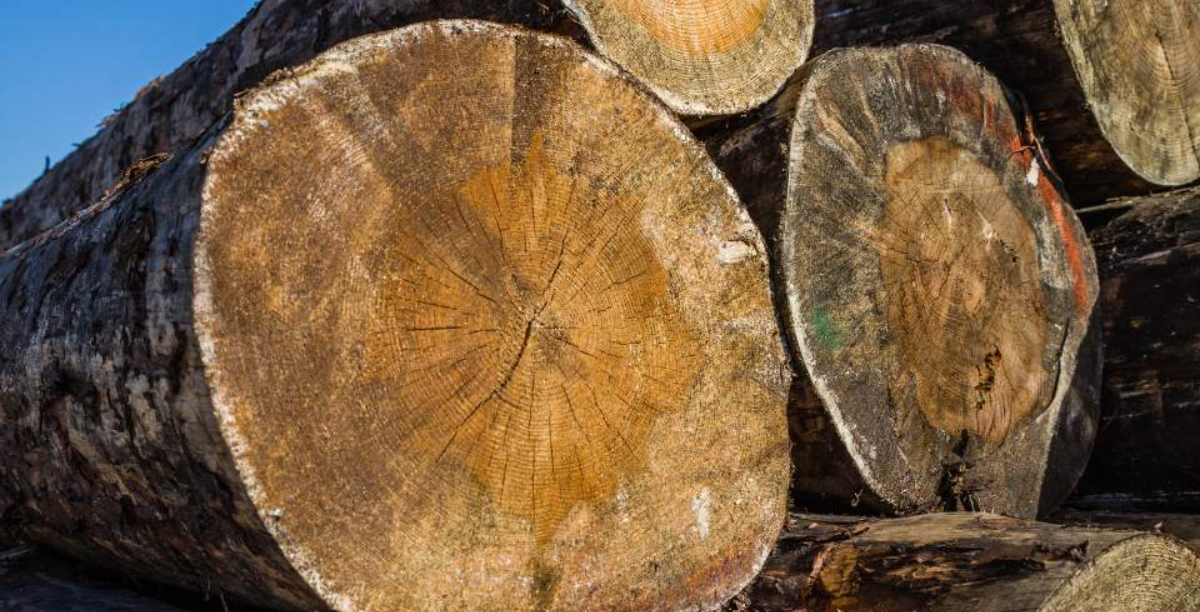 jual log kayu ulin berkualitas